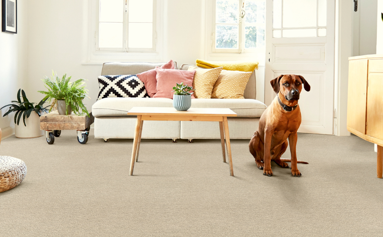 dog on brown neutral carpet in living room with white sofa